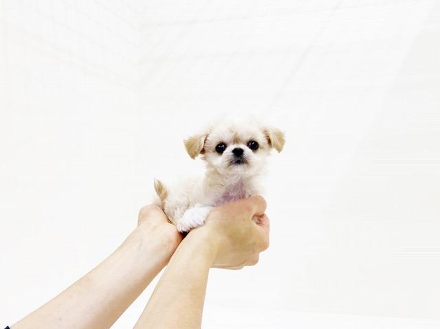 animal_image