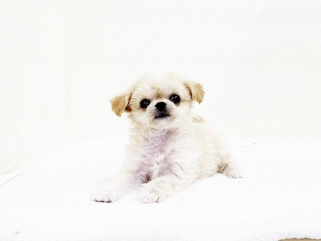animal_image