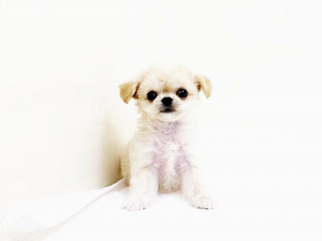 animal_image
