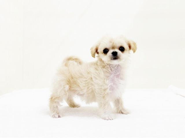 animal_image