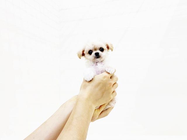 animal_image