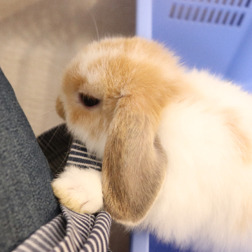 animal_image