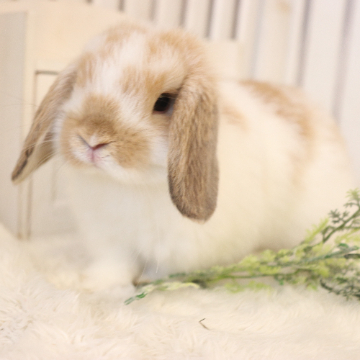 animal_image