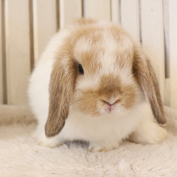 animal_image