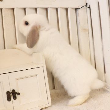 animal_image