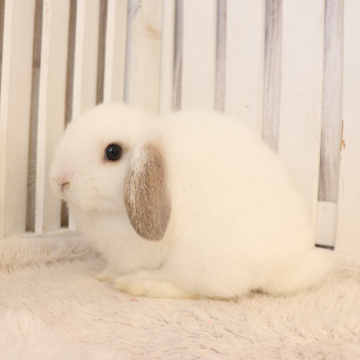 animal_image