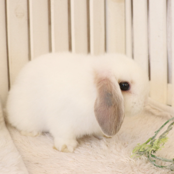 animal_image