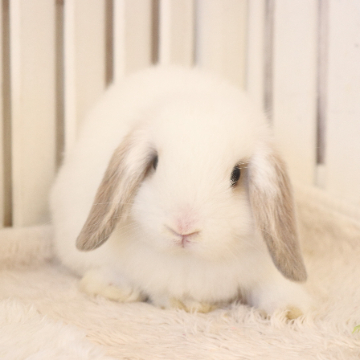animal_image