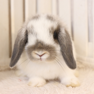 animal_image