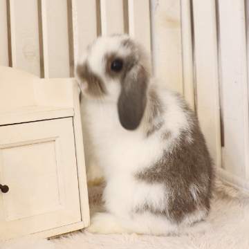 animal_image