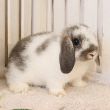 animal_image