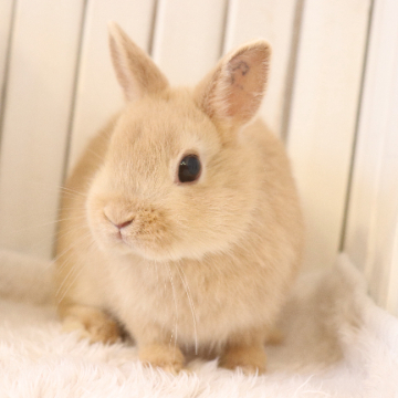 animal_image