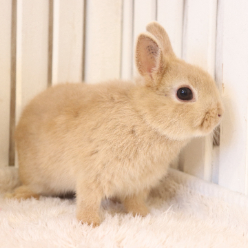 animal_image