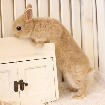 animal_image