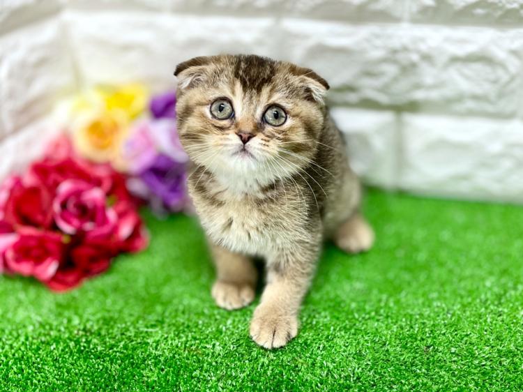 animal_image