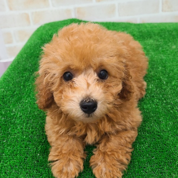 animal_image