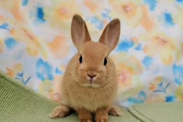 animal_image