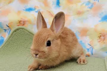 animal_image