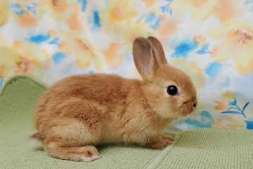 animal_image