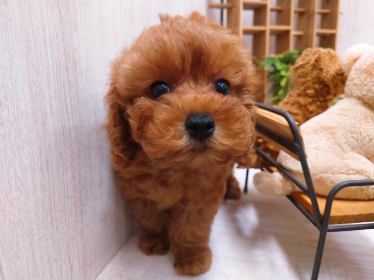 animal_image