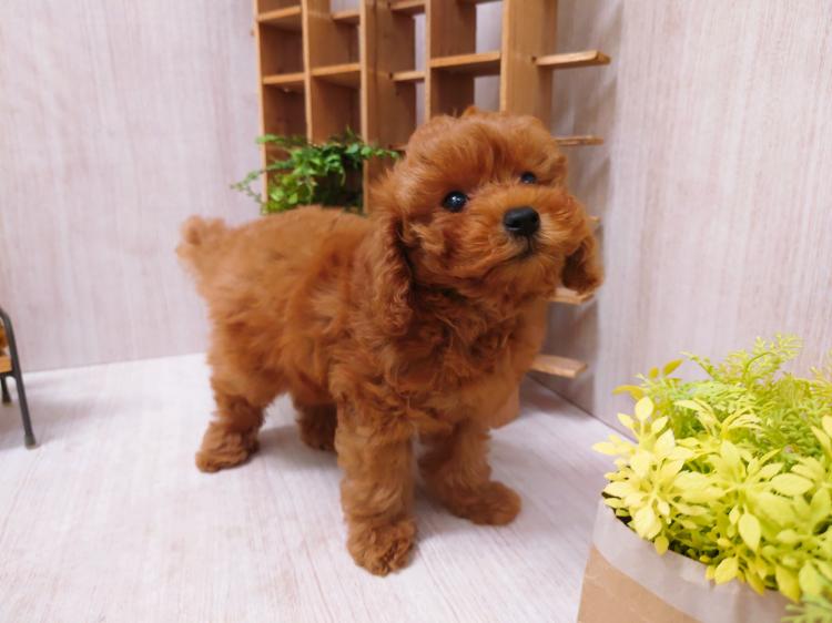 animal_image