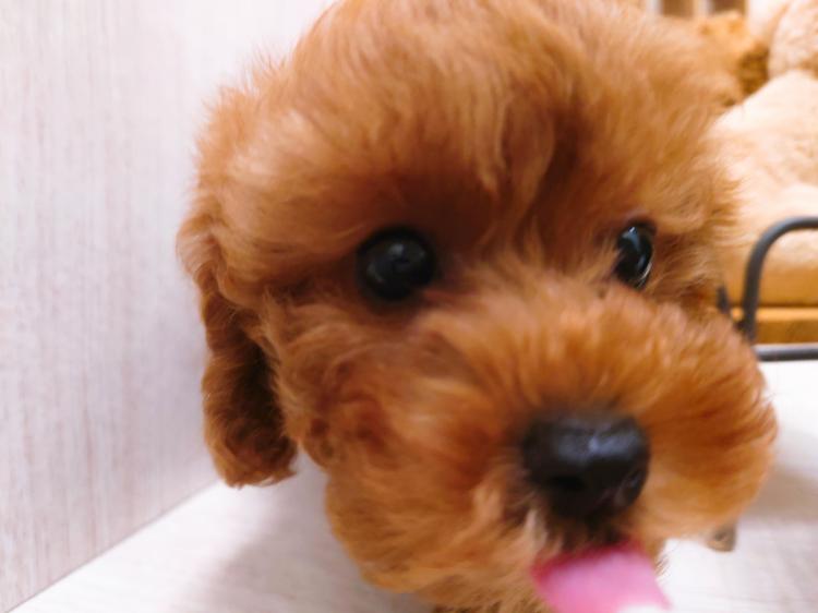 animal_image