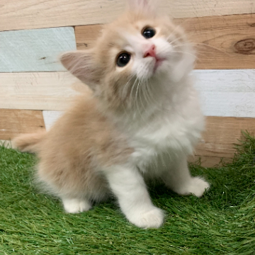 animal_image