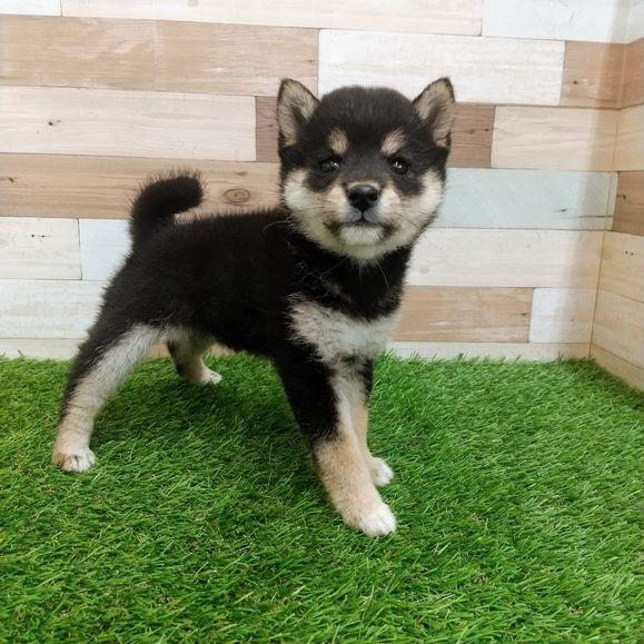 animal_image