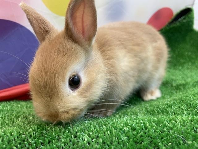 animal_image