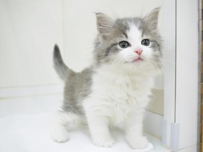 animal_image