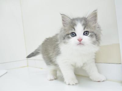 animal_image