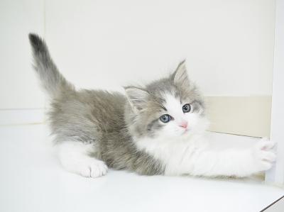 animal_image