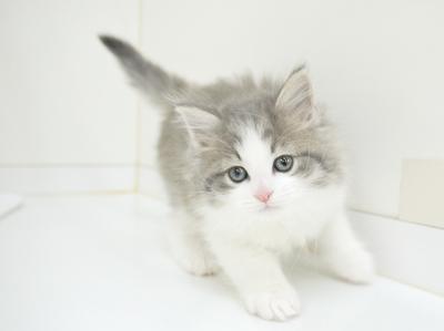 animal_image