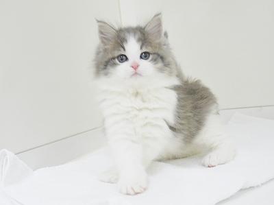 animal_image