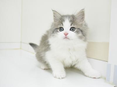 animal_image