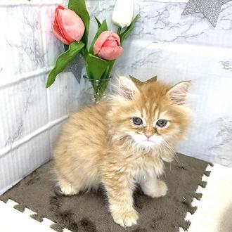 animal_image