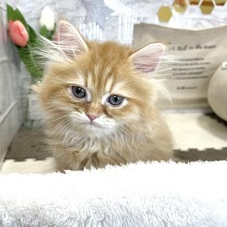 animal_image