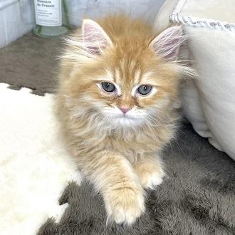 animal_image