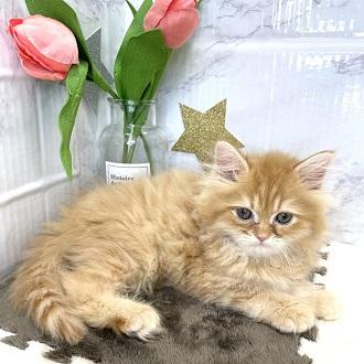 animal_image