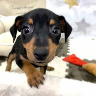 animal_image