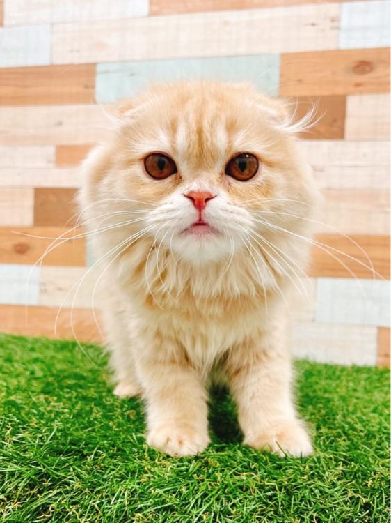animal_image