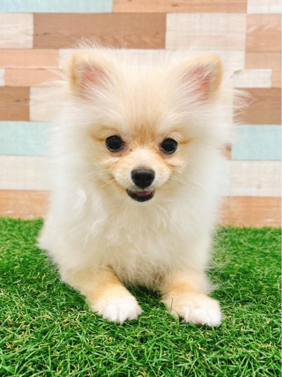 animal_image