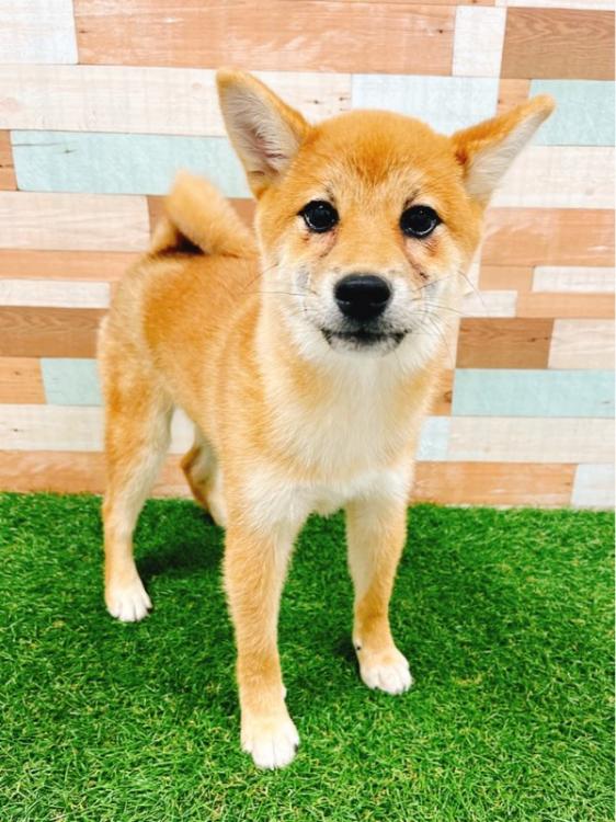 animal_image