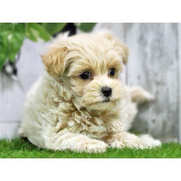 animal_image