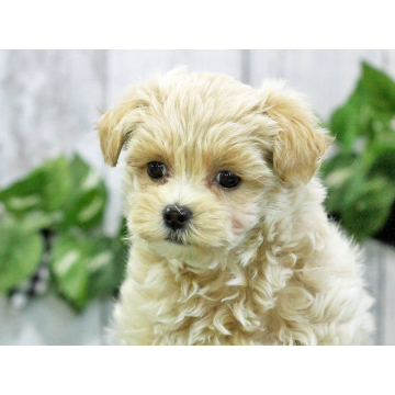 animal_image