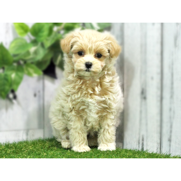 animal_image