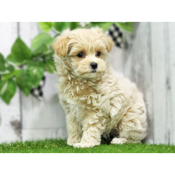 animal_image