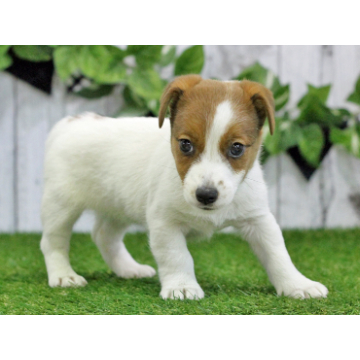 animal_image