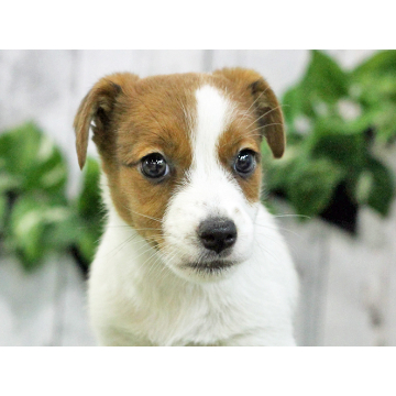 animal_image