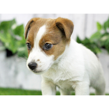 animal_image
